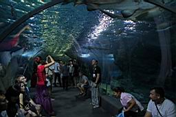 Siam Ocean World Bangkok_3305.JPG